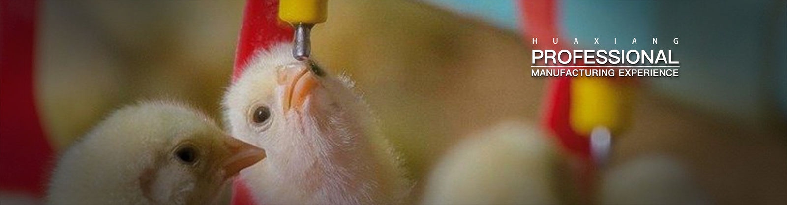 Pluimveehouderij Machine