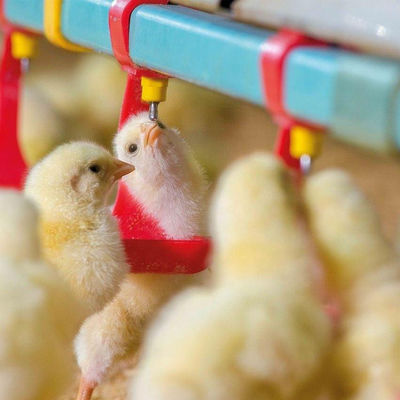 Kipvoer- en drinkbakken met een diameter van 330 mm Hete Gavanized Hopper